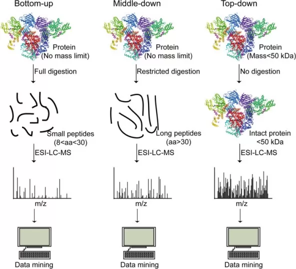 Schematic workflow of bottom-up, middle-down, and top-down proteomics Schematic workflow of bottom-up, middle-down, and top-down proteomics